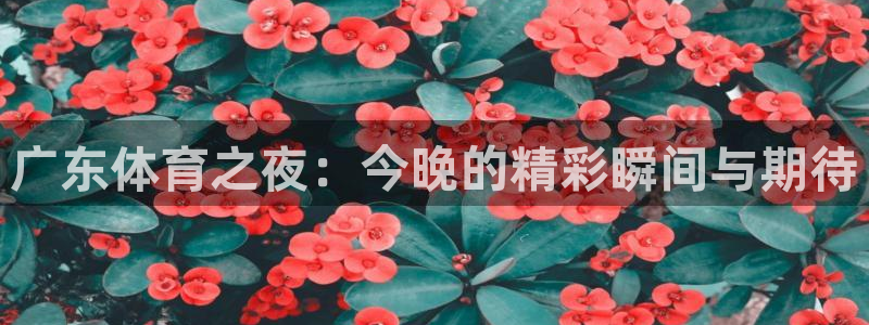 9255tv直播nba在线观看